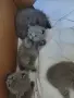 Британски късокосмести котета, снимка 1