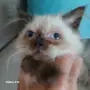 Коте порода Регдол, снимка 2