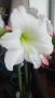 Амарилиси различни цветове , снимка 10