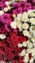 Кошници трицветна хризантема, снимка 7