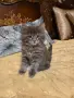 Мейн куун котета, снимка 2