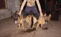 Немска овчарка момиче, снимка 1