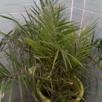 Финикови палми, снимка 1 - Градински цветя и растения - 44641723