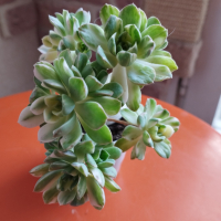 Аеониум вариегата, Aeonium variegata, снимка 1 - Стайни растения - 44929158