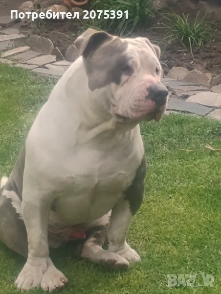 Американско були топ, снимка 1