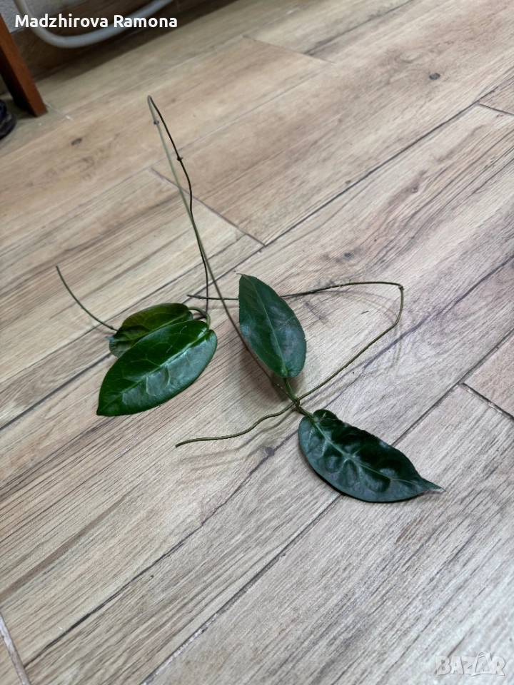 Hoya Piestolepis NS -10-057, снимка 1