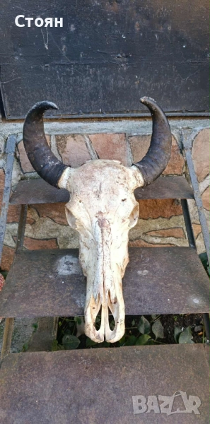 череп на бивол за украса на битова стая , снимка 1