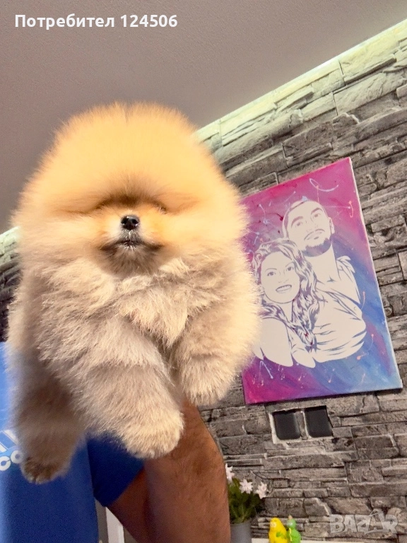Померан померанче момиче , снимка 1