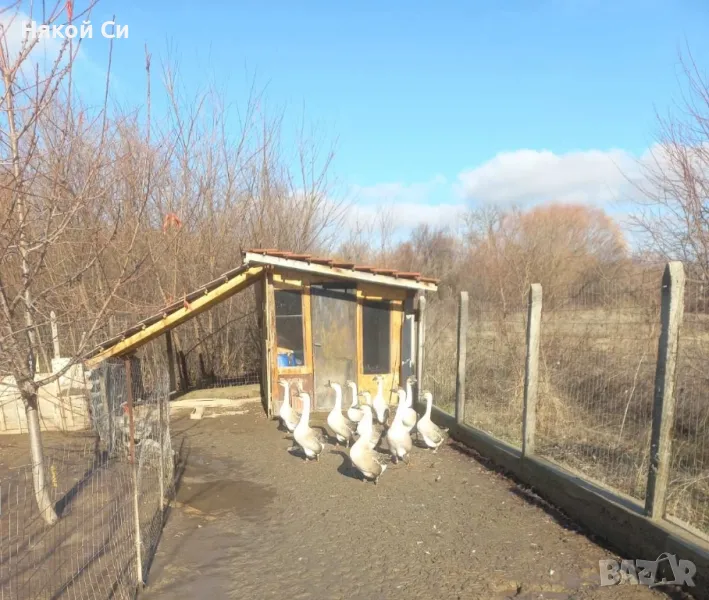 лебедови гъски, снимка 1