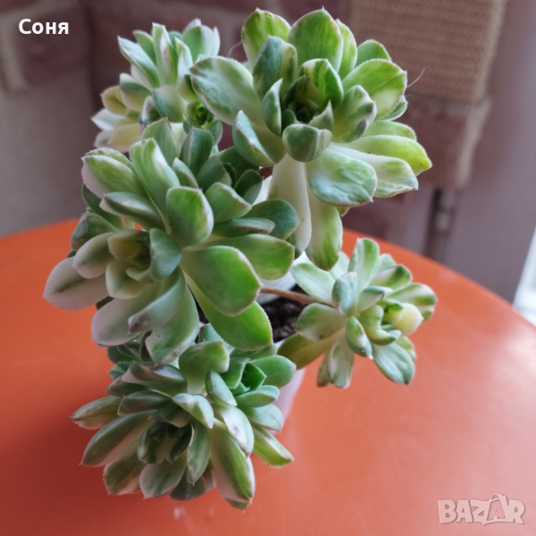 Аеониум вариегата, Aeonium variegata, снимка 1