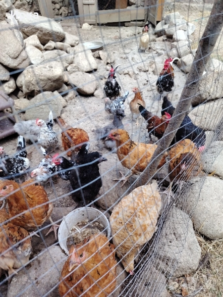 Японски ярки и петлета, снимка 1