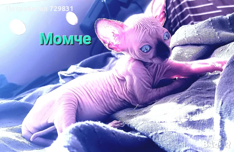 Канадски сфинкс, момченца, снимка 1