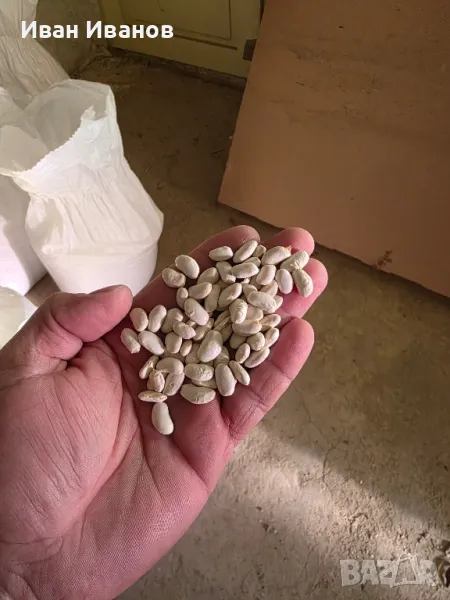 Боб сорт Еликсир , снимка 1