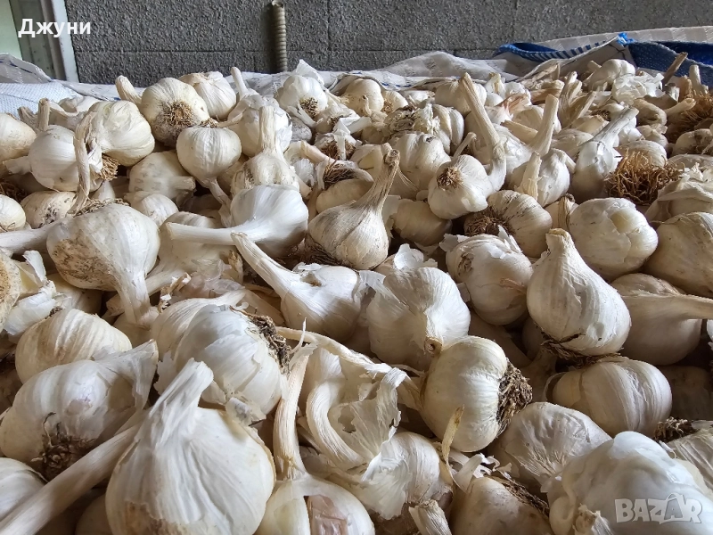 чесън за садене, снимка 1