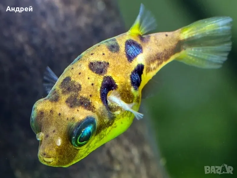 Тетрадон джудже(куткутия), снимка 1