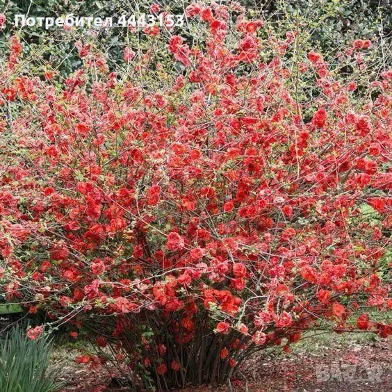 Японска дюля разсад, снимка 1