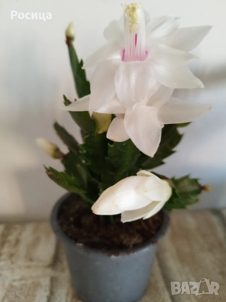 коледничета, снимка 1