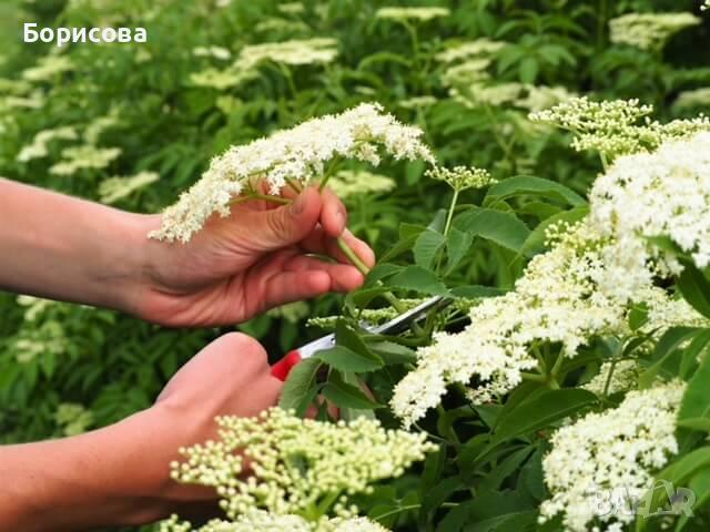 Продавам бъз сушен от чисти места - подходящ за чай , снимка 1