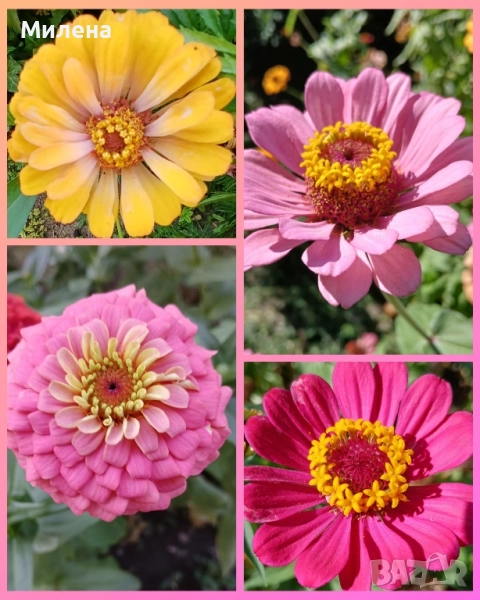 семена за едногодишни цветя , снимка 1