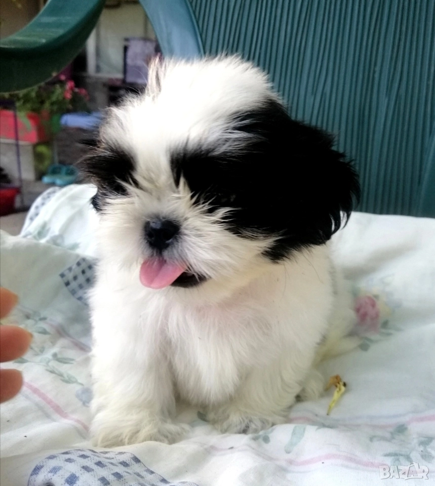 малки бебета Ши тцу , снимка 1