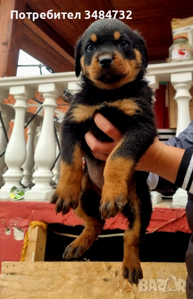 Ротвайлер, снимка 1