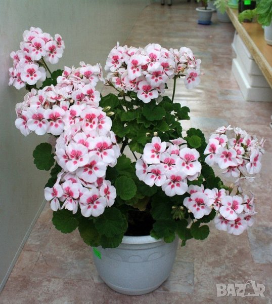 Био Тор ХУМУС за ЦВЕТЯ. Природен продукт от калифорнийски червей. , снимка 1