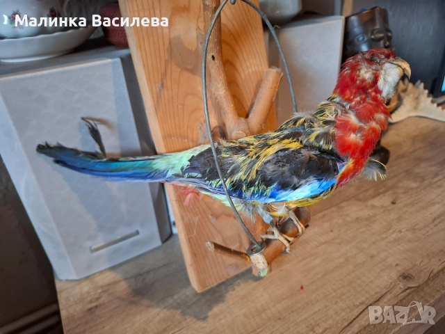 Птица, снимка 5 - За птици - 52895812