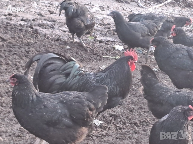 оплодени яйца от кокошки черен авсралорп , снимка 5 - Кокошки и пуйки - 52885276