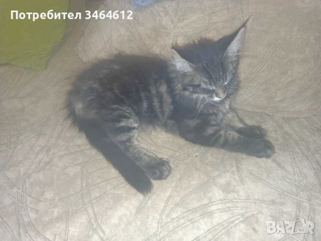 Мейн куун котенца, снимка 9 - Други - 52969975