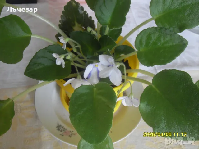 Продавам теменужка, снимка 4 - Градински цветя и растения - 49780075