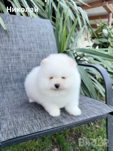 Померан мини момче. Померанче, снимка 6 - Померан - 52930868