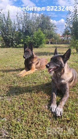 Кученца белгийска овчарка , снимка 7 - Белгийска овчарка - 52937741