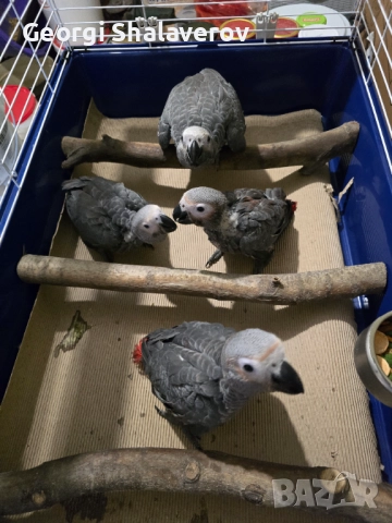 Продавам ръчно хранени бебета жако, снимка 2 - Папагали - 51804174