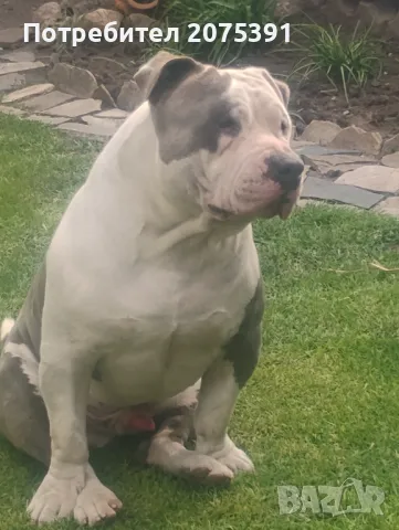 Американско були топ