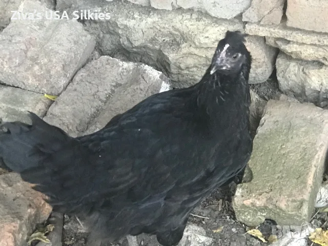 Великденски кокошки, снимка 3 - Кокошки и пуйки - 55772629