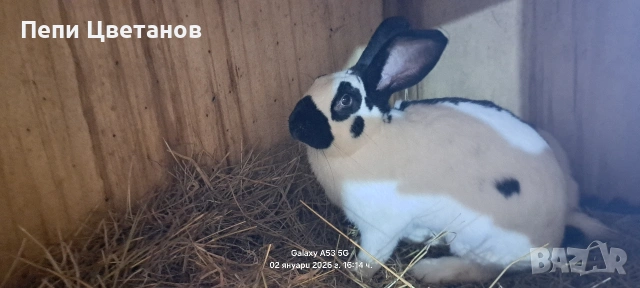 Породисти Зайци 20€, снимка 7 - Други животни - 53753122