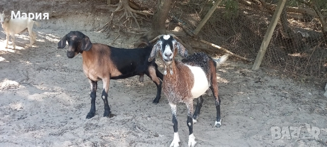 Продавам ярета , снимка 2 - Кози - 51615924