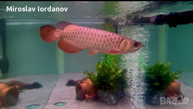 Asian Arowana golden crossback