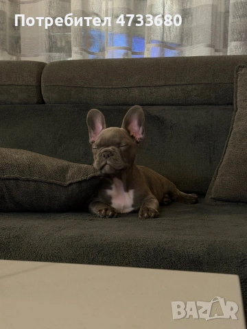Френски Булдог 
