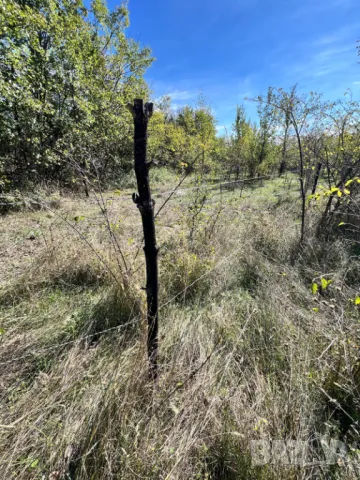 Парцел 565 кв по пътя Енина - Долно Изворово след Розовите Къщи. Земеделска Земя за Градина и Ферма, снимка 11 - Земеделска земя - 47635498