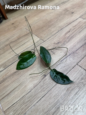 Hoya Piestolepis NS -10-057