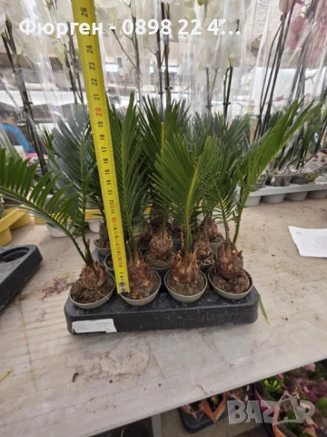 ЦИКАС, снимка 8 - Разсади - 48406399