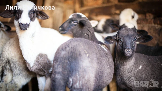 Продавам домашно овче сирене, снимка 2 - Домашни продукти - 50844668