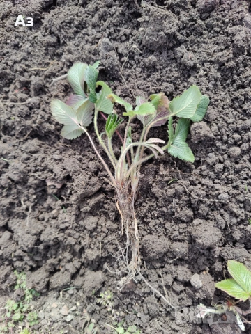 продавам разсад на български ягоди, снимка 4 - Разсади - 53803654