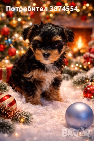 Йоркширски териер момче