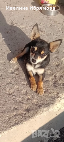 Мъжки пинчер, снимка 1