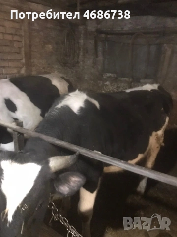Продавам мъжки телета, снимка 5 - Крави - 53730983