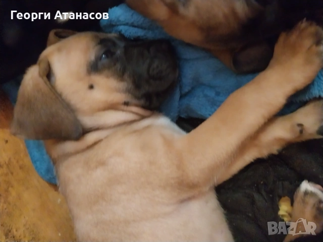 Кане-корсо куче, снимка 3 - Кане корсо - 53681233