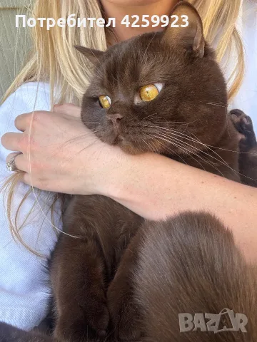     Чистокръвни британски котенца с шампионски произход 🖤, снимка 9 - Британска късокосместа - 56135812