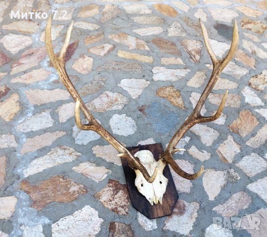 Трофей от  благороден елен , снимка 3 - Декорация за дома - 33881786